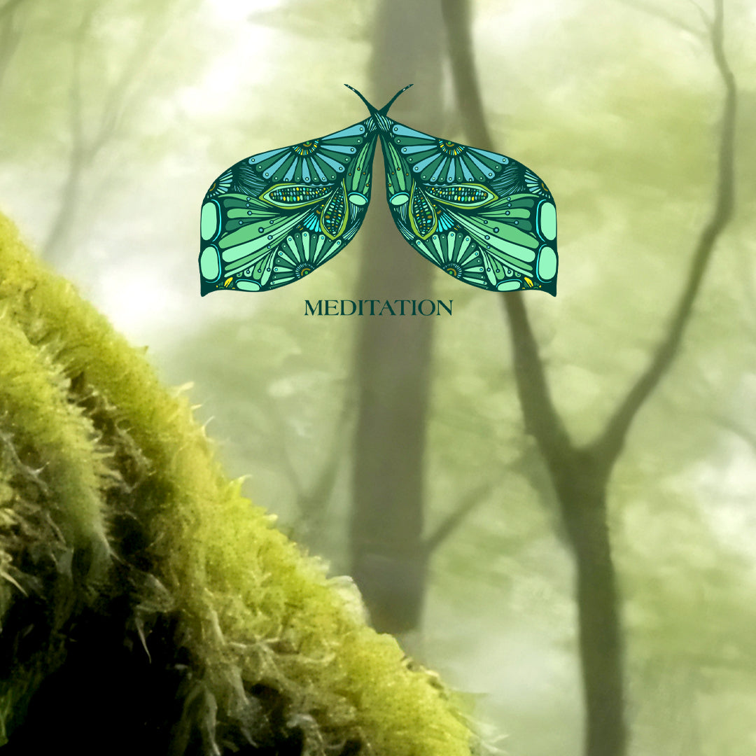 Meditation - Ein Waldspaziergang für innere Ruhe